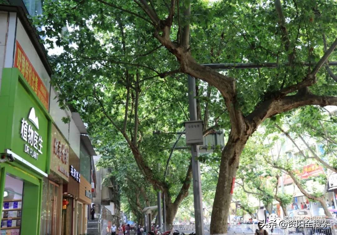 资阳和平路又到了飘“毛毛雨”的时候