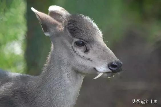 罕见动物60种大开眼界,十种罕见动物