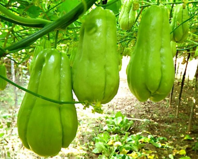 种植一棵小冬瓜高产能结多少个瓜,农村什么瓜高产又好吃