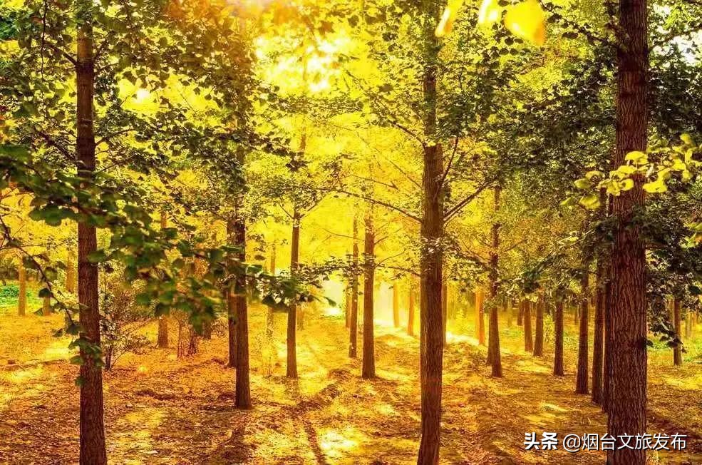 莱州金秋旅游去处,山东莱州旅游文化节