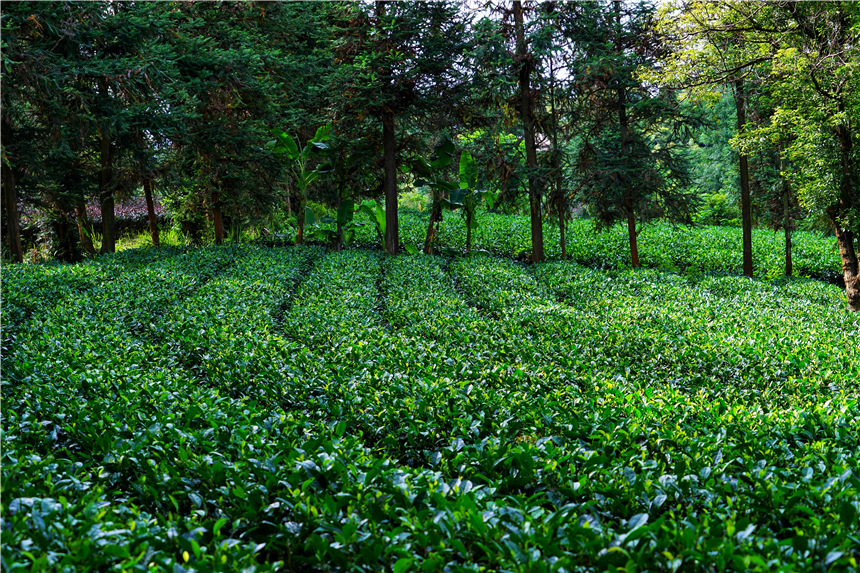 云南小众的养老旅居城市,云南昆明适合养老吗