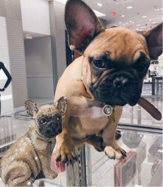 奇葩新款包,奇葩背的包