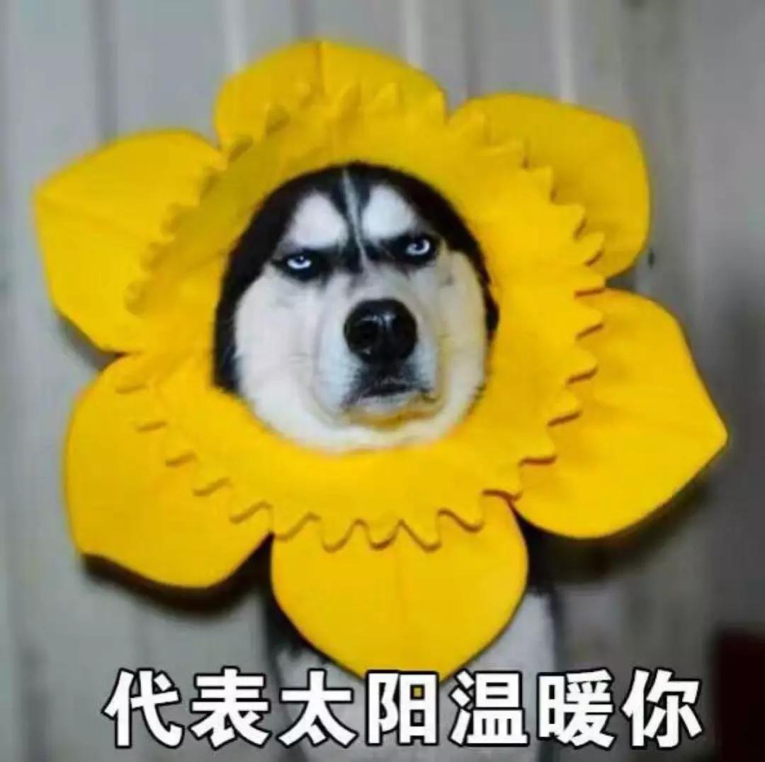 acca新手必备单词,acca英语专业词汇