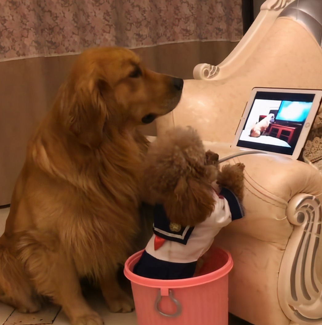 如何区分金毛犬和泰迪犬,泰迪好养还是金毛犬好养