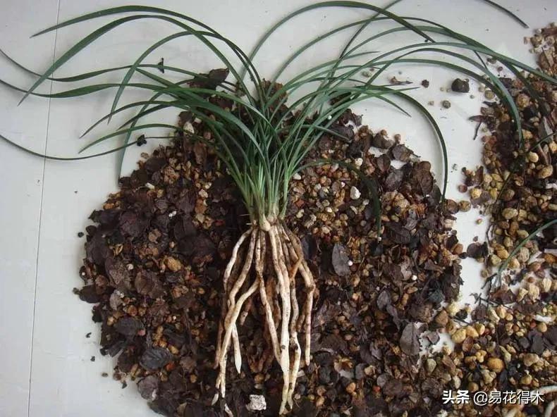 兰花干养根湿养叶怎么理解,兰花喜湿还是喜干