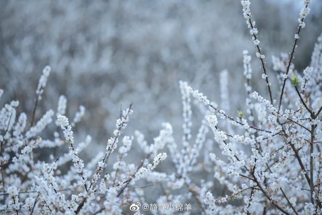 广州现在花开的季节,广州现在什么花开了