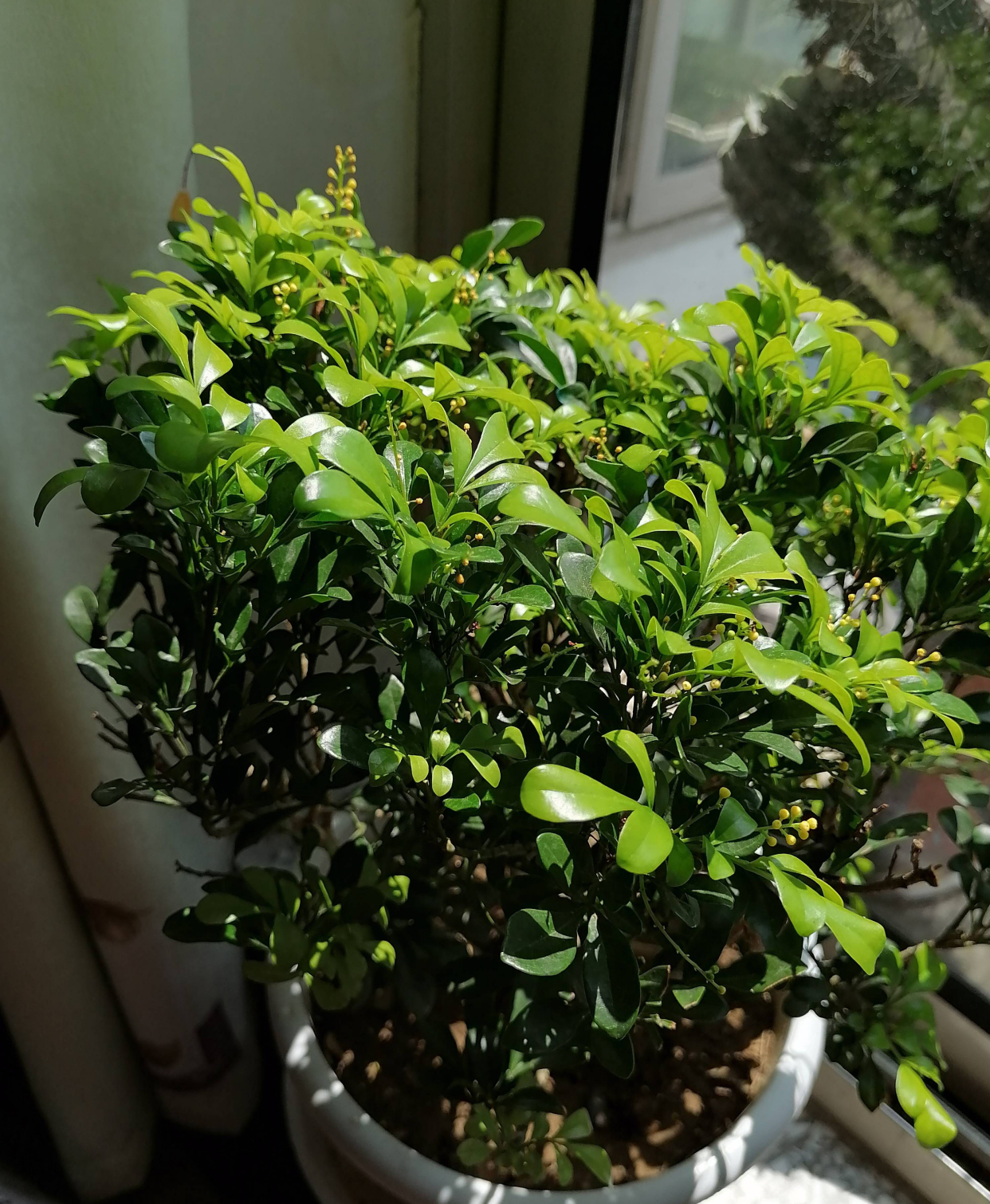 米兰花的四季养护方法和注意事项,米兰花冬天怎么养护和浇水方法