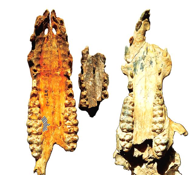 猪的历史怎么来的,猪的由来和猪的特点