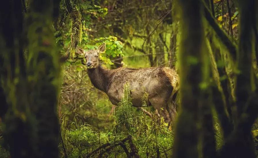 奈良二郎山喇叭河,喇叭河清明