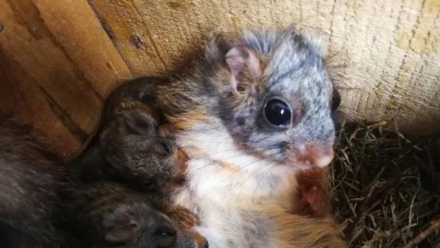 华州高塘农民养的一种特殊飞鼠,“屎”都能卖大钱!