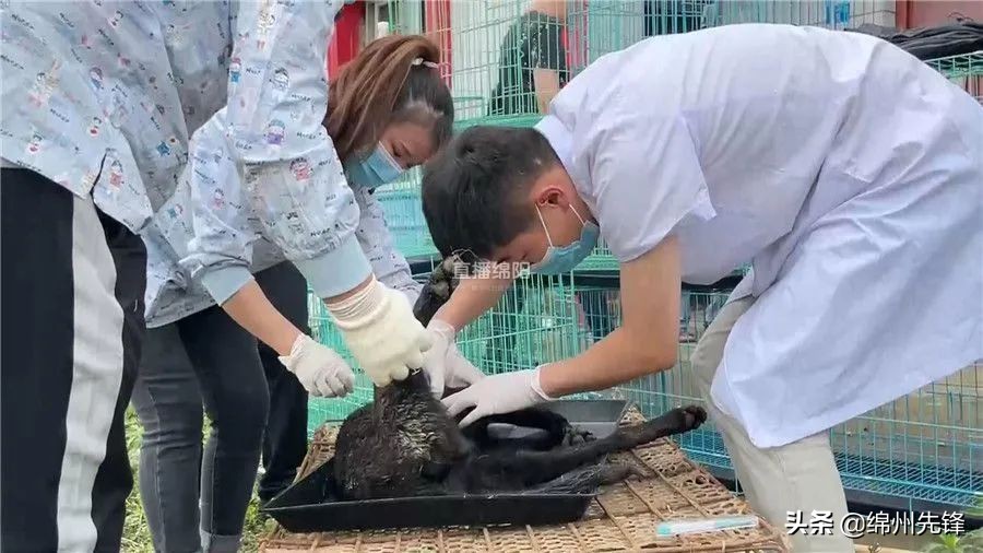 被救下的111条狗狗,一只金毛流浪狗被解救过程