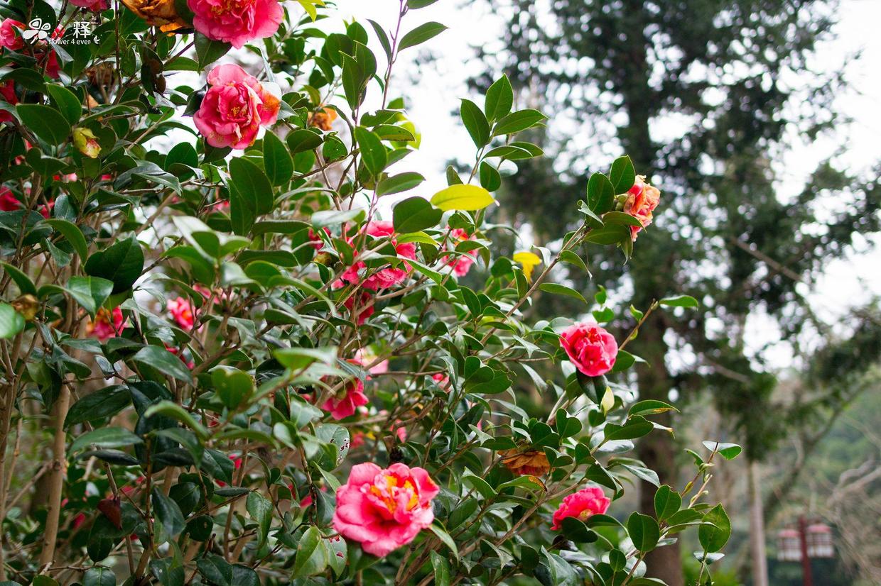 花蕾掉了怎么回事,茶花开花后掉光怎么回事