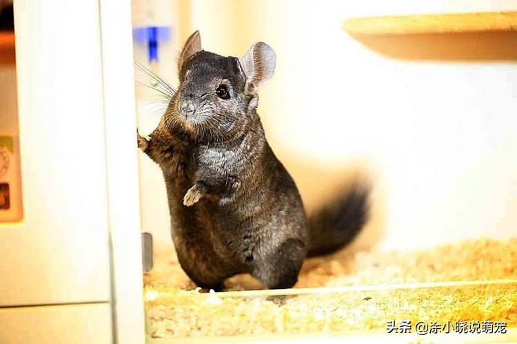 补充微量元素会影响大便吗,补充维生素可以减少猫咪掉毛吗