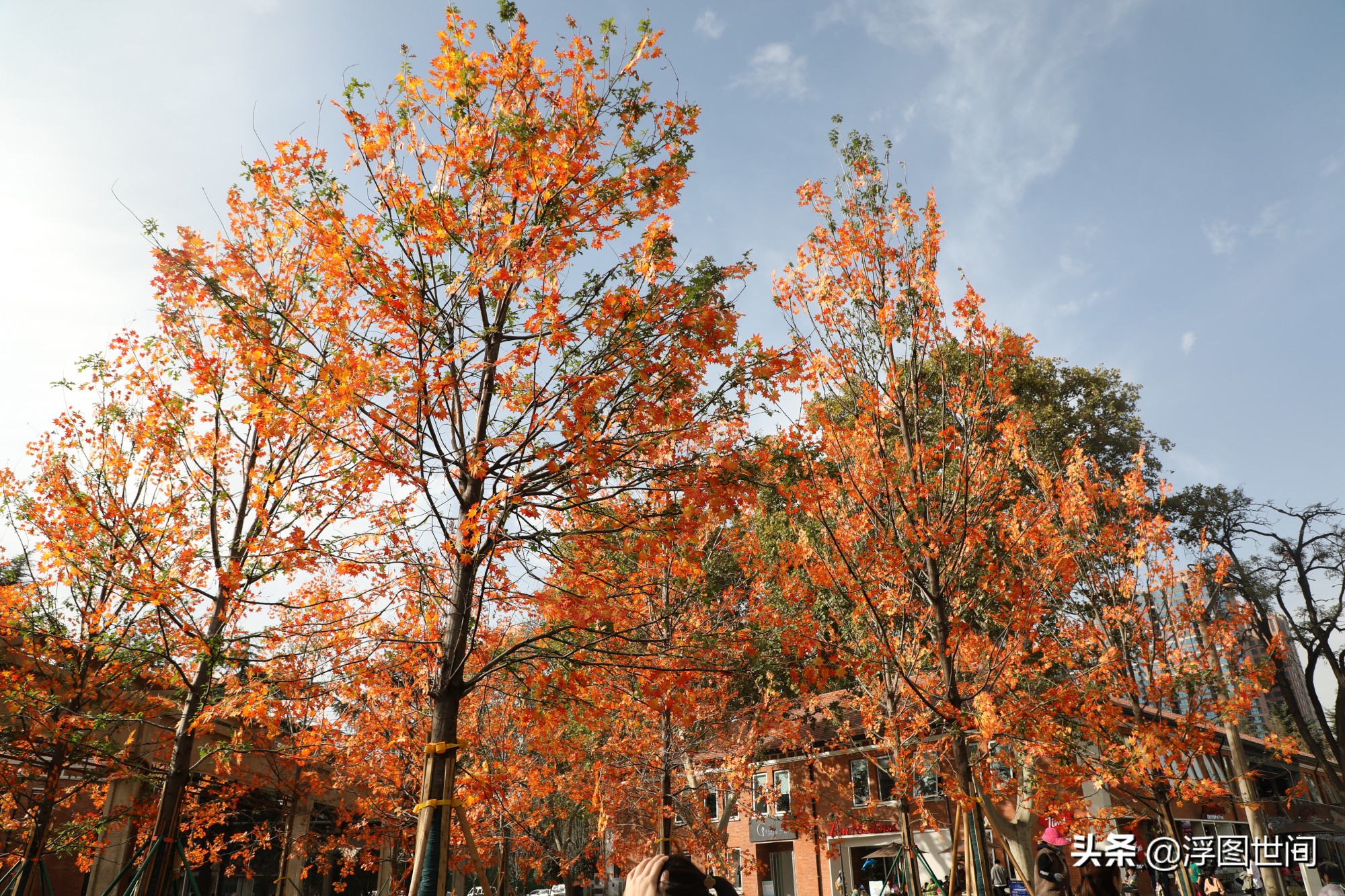 植物假树叶,人造树叶诞生