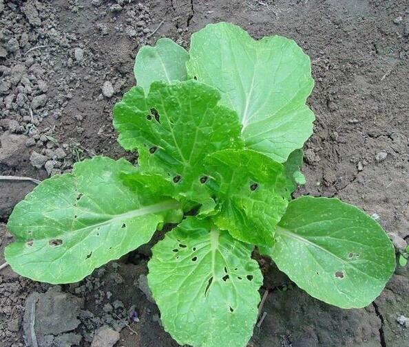 花菜苗期病害防治,花菜苗期移栽病虫害管理