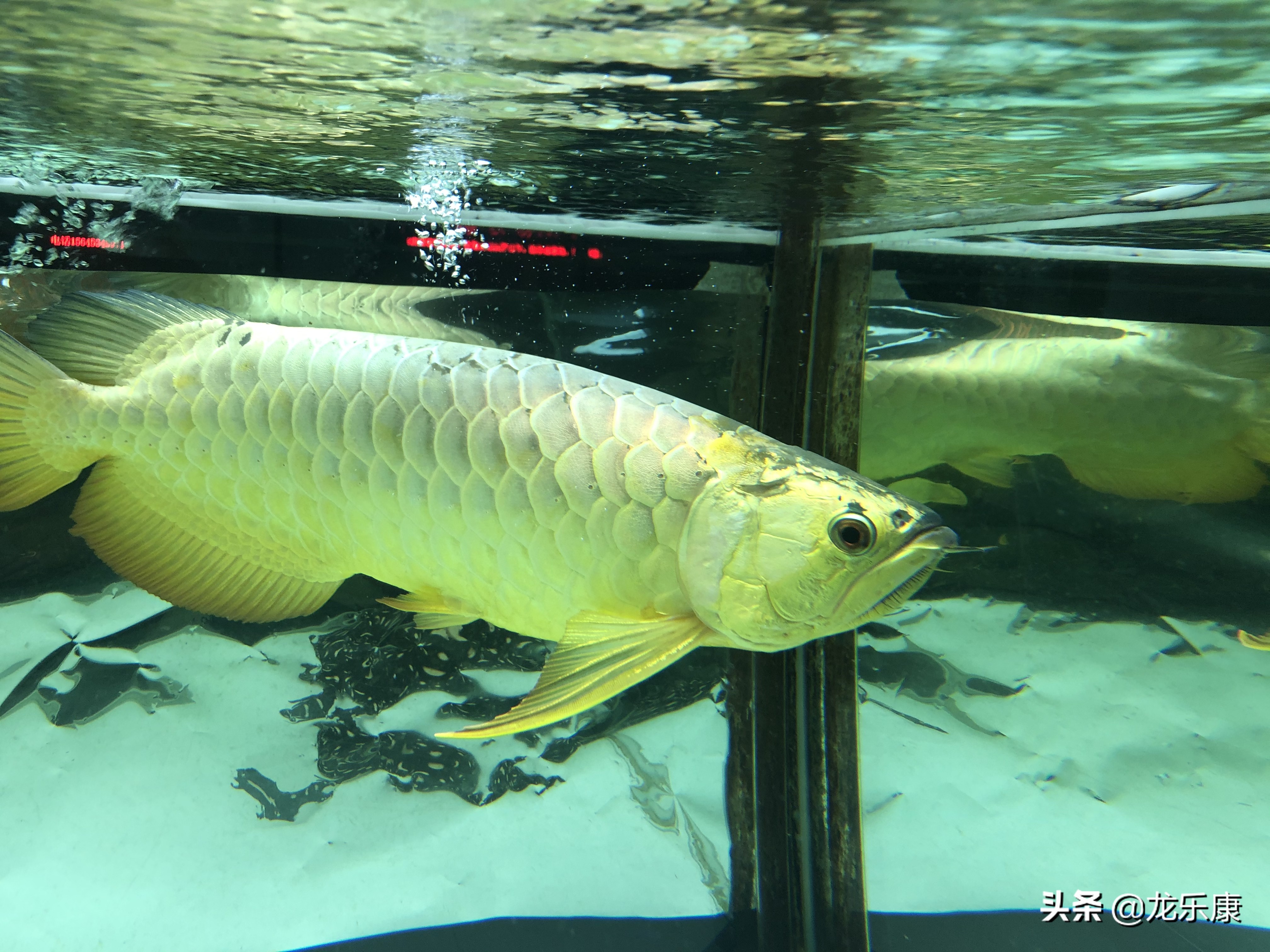 怎么形容龙鱼专业术语,龙鱼介绍