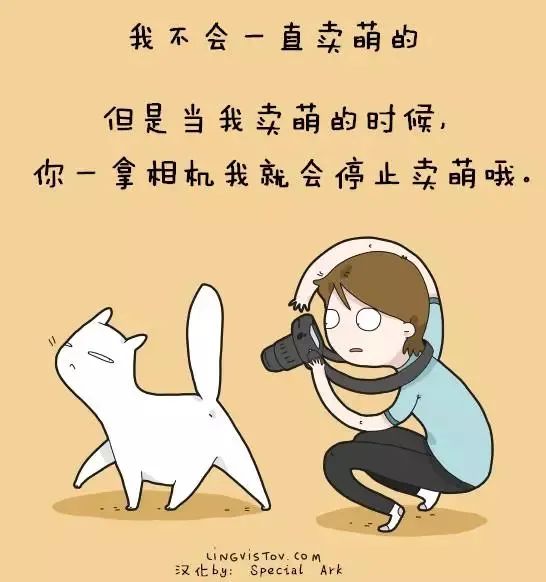 沙雕猫片，笑到床塌！自从做了卑微的铲屎官，比一个人时刺激多了