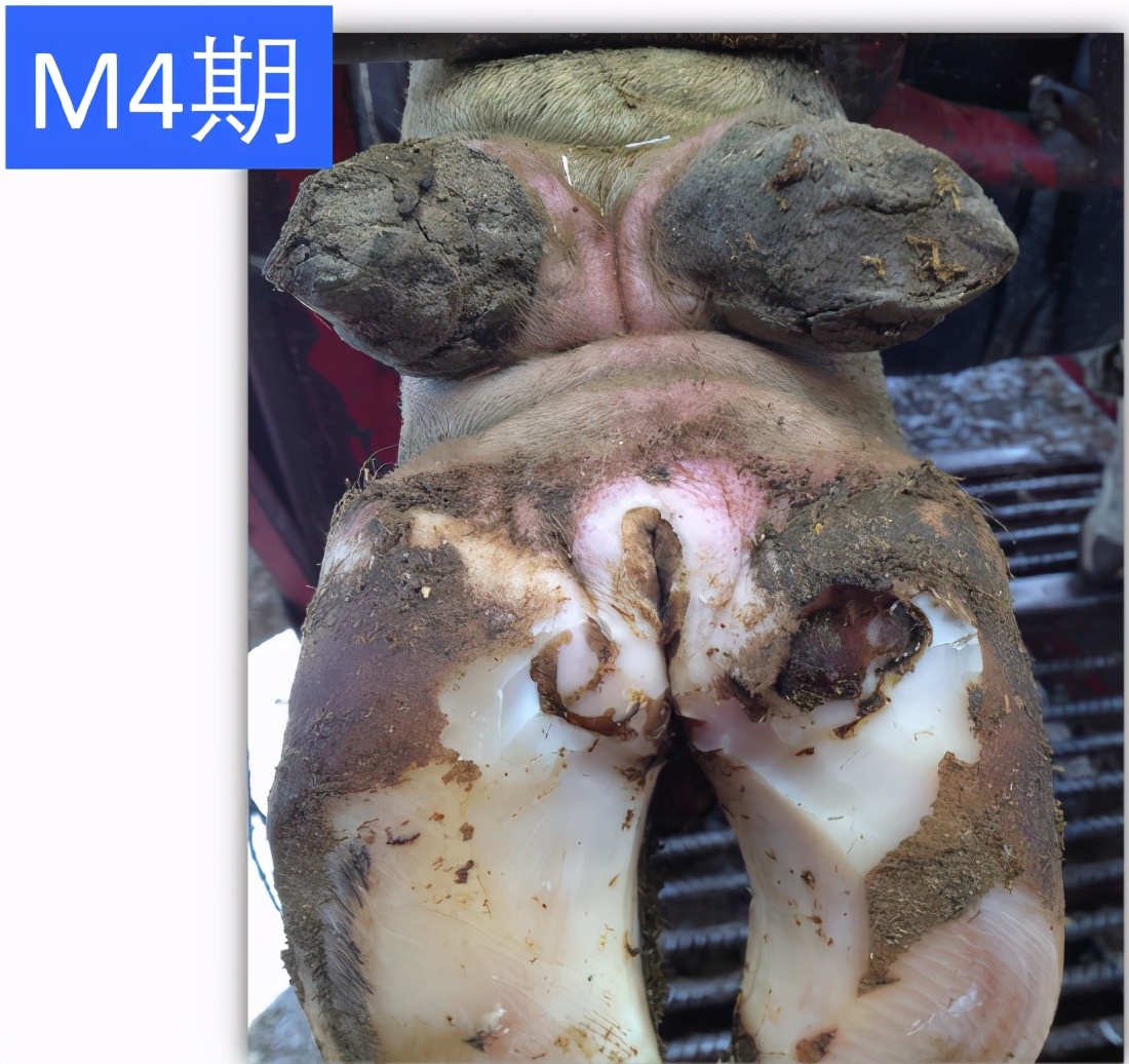 蹄病的种类和治疗方法,蹄病的预防与治疗