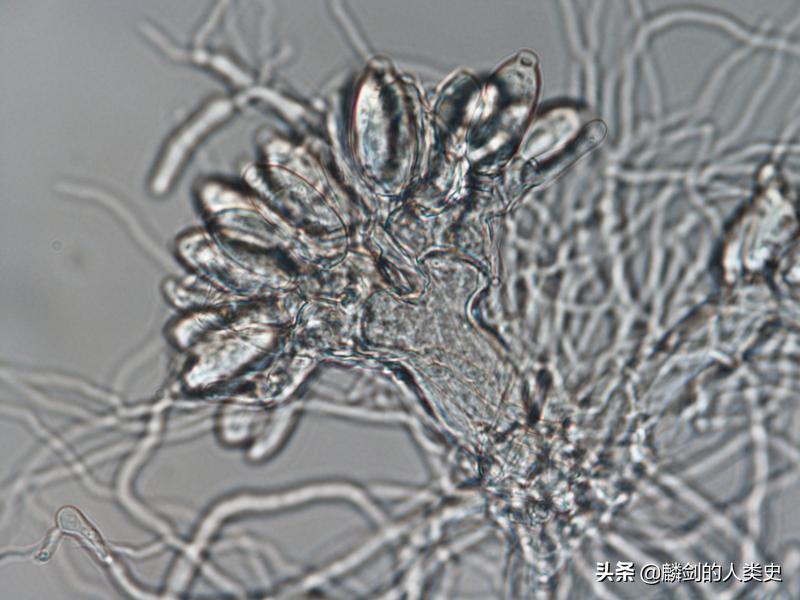 地球生物合集,地球生物大全