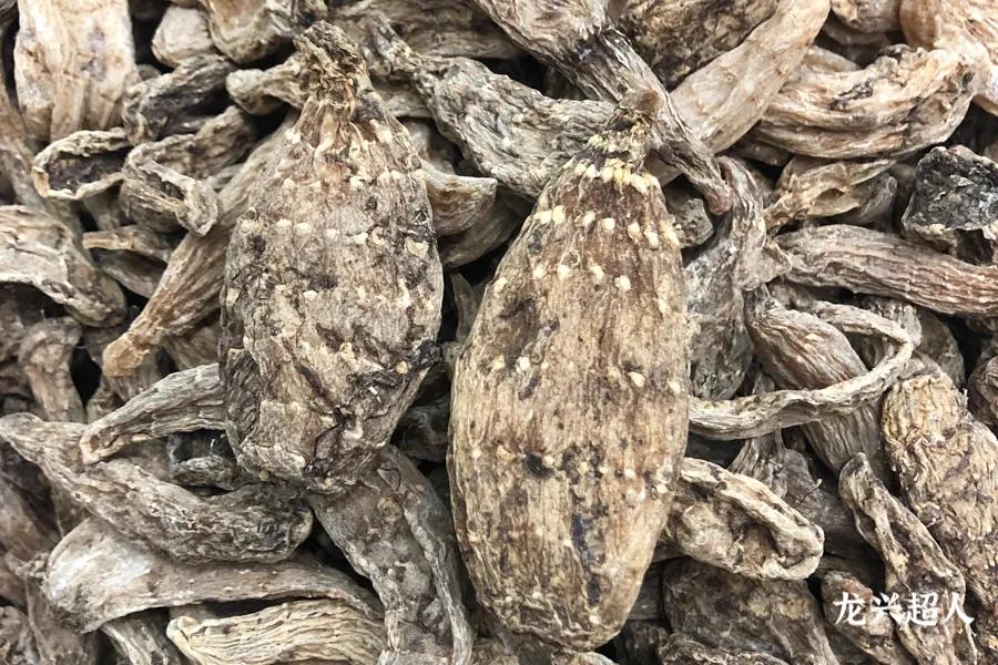 达州道地药材天麻,正宗中药材天麻