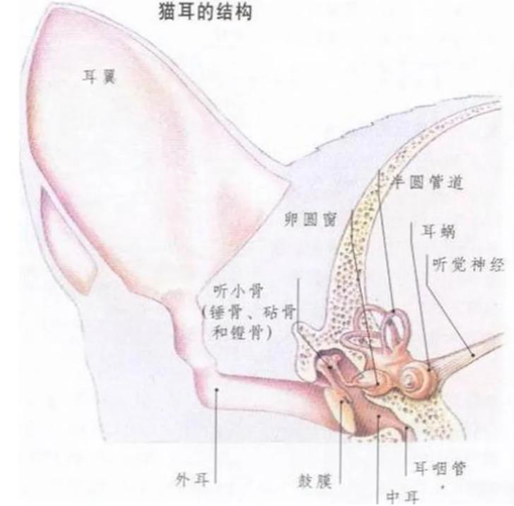 猫耳螨导致耳朵溃烂,猫咪耳螨引起耳血肿怎么办