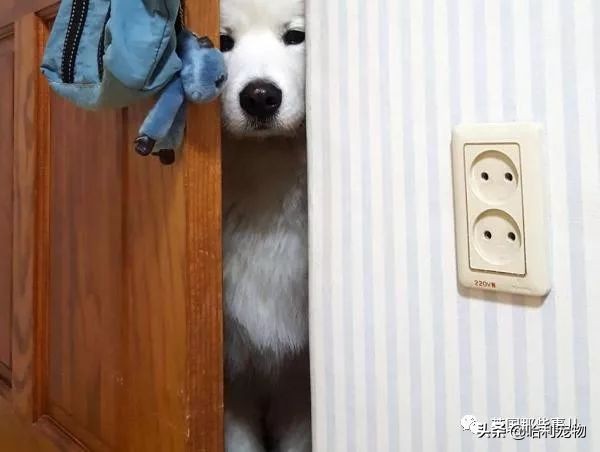 要狗看门？千万别选萨摩耶！这货除了笑不会干别的了