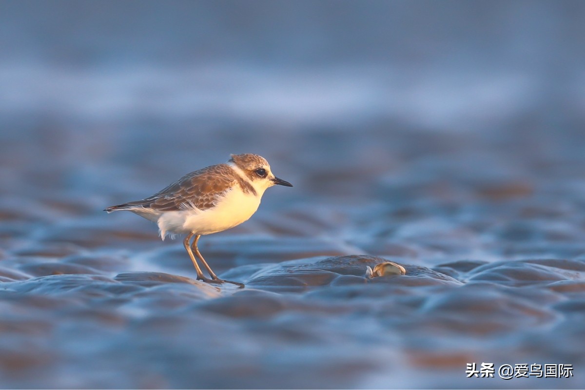观鸟大年作品集,观鸟大年完整版