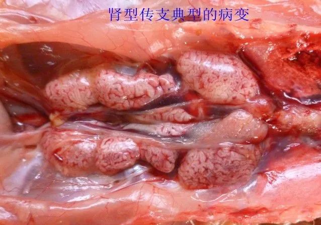 家禽常见疾病及检测方法书籍,家禽养殖疾病诊断