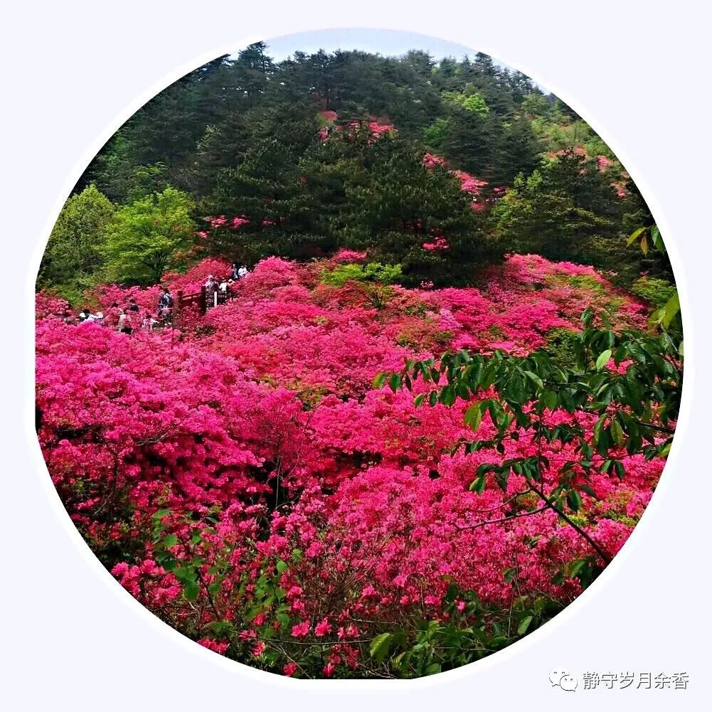 情满龟峰·诗涌花海