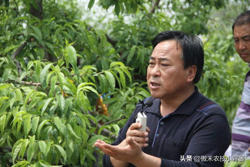 八年从未修剪过的桃树如何修剪,桃树修剪是早剪好还是开春剪好