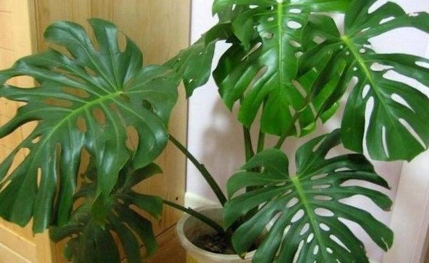 有什么东西可以防止吸入二手烟,什么东西能消除二手烟的危害