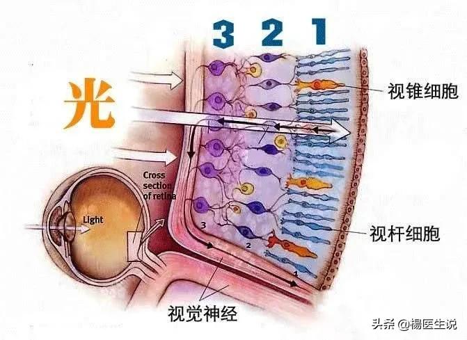 黑白色盲眼中的世界,色盲眼中的世界