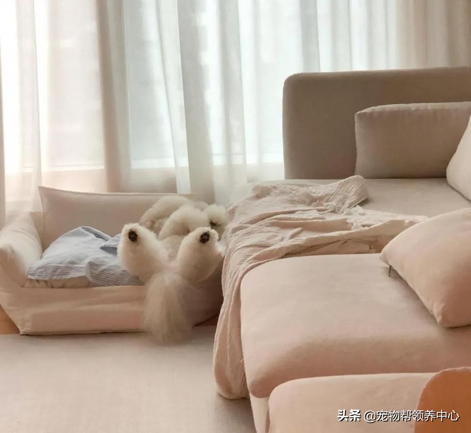 如何教比熊安静等待,比熊活蹦乱跳该怎么训练