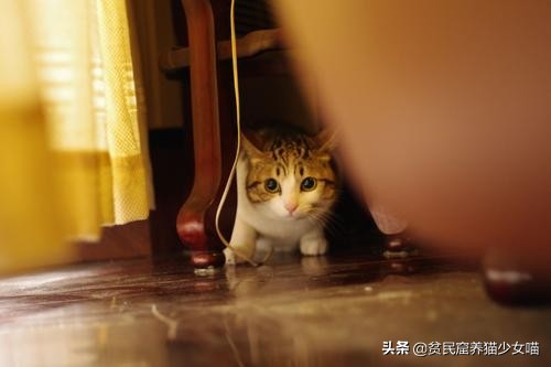 猫咪在线辟谣,辟谣猫咪蒜瓣毛