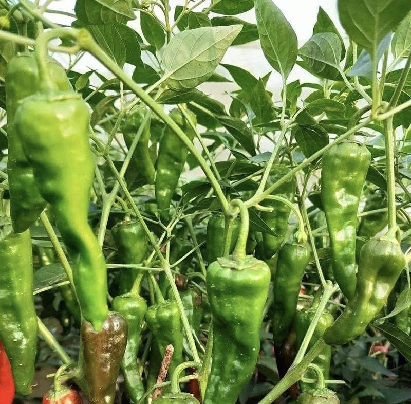 家庭阳台种植蔬菜的技术和方法,阳台怎么实现无土栽培蔬菜