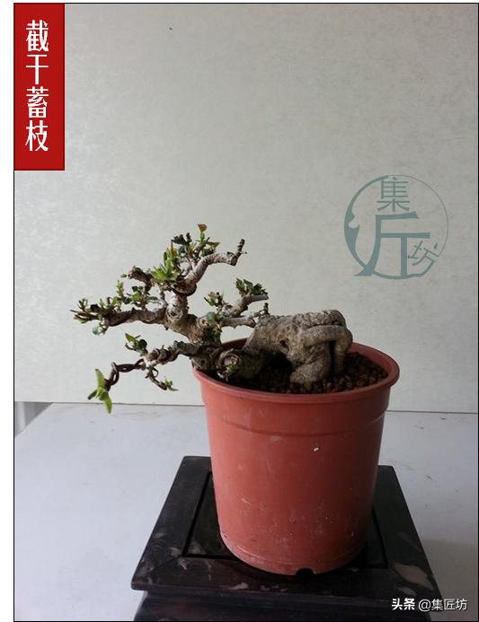 盆景初学入门技巧教程,初学盆景入门基础图解