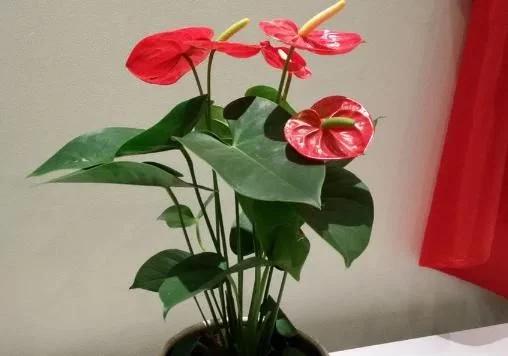 家中养什么花风水最好,家里养什么花风水最好最旺