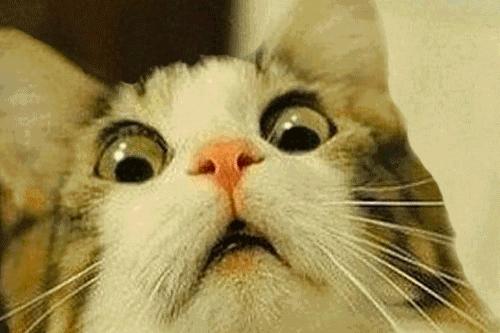 你知道猫咪胡须的秘密么,捡到猫咪的胡子有什么寓意