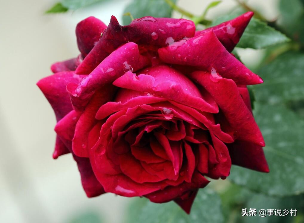 玫瑰花怎样修剪才可以重新长枝条,玫瑰花一枝开三个花苞要修剪吗