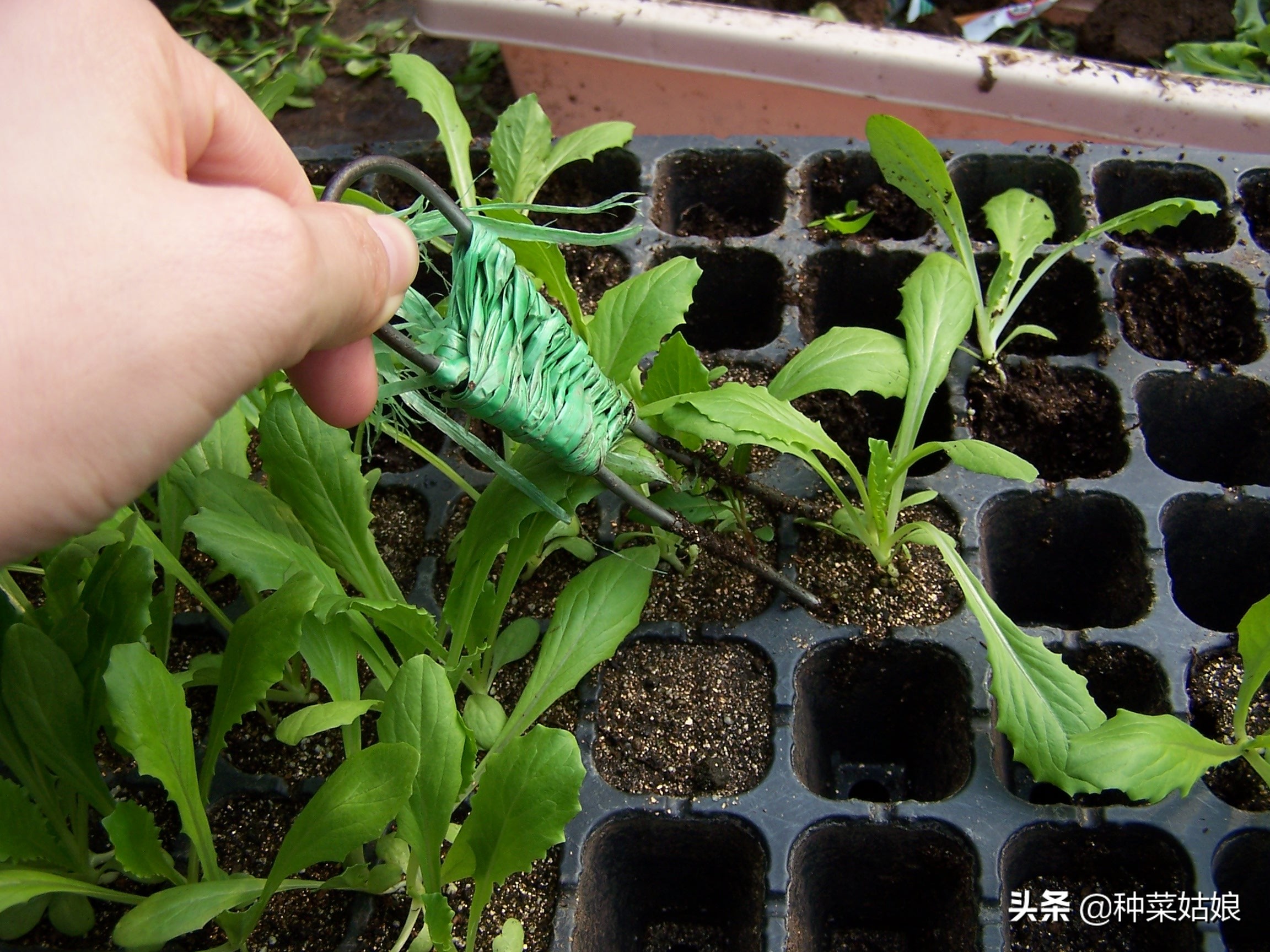 阳台蔬菜种植视频教程,阳台用泡沫箱种植蔬菜的方法