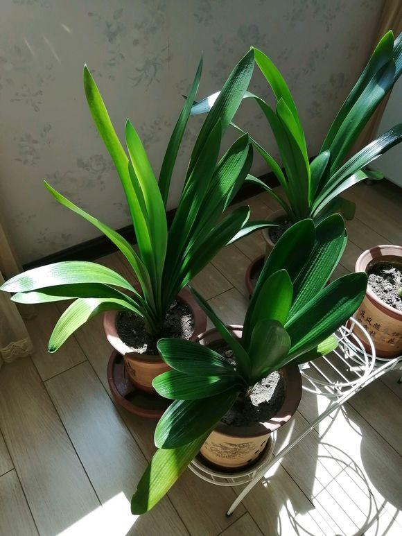 君子兰花盆里长黑色长毛,盆栽君子兰底下长小芽怎么回事