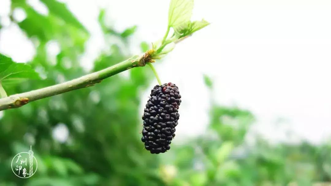 广州隐世峡谷游玩攻略,广州要坐船才能登的小岛