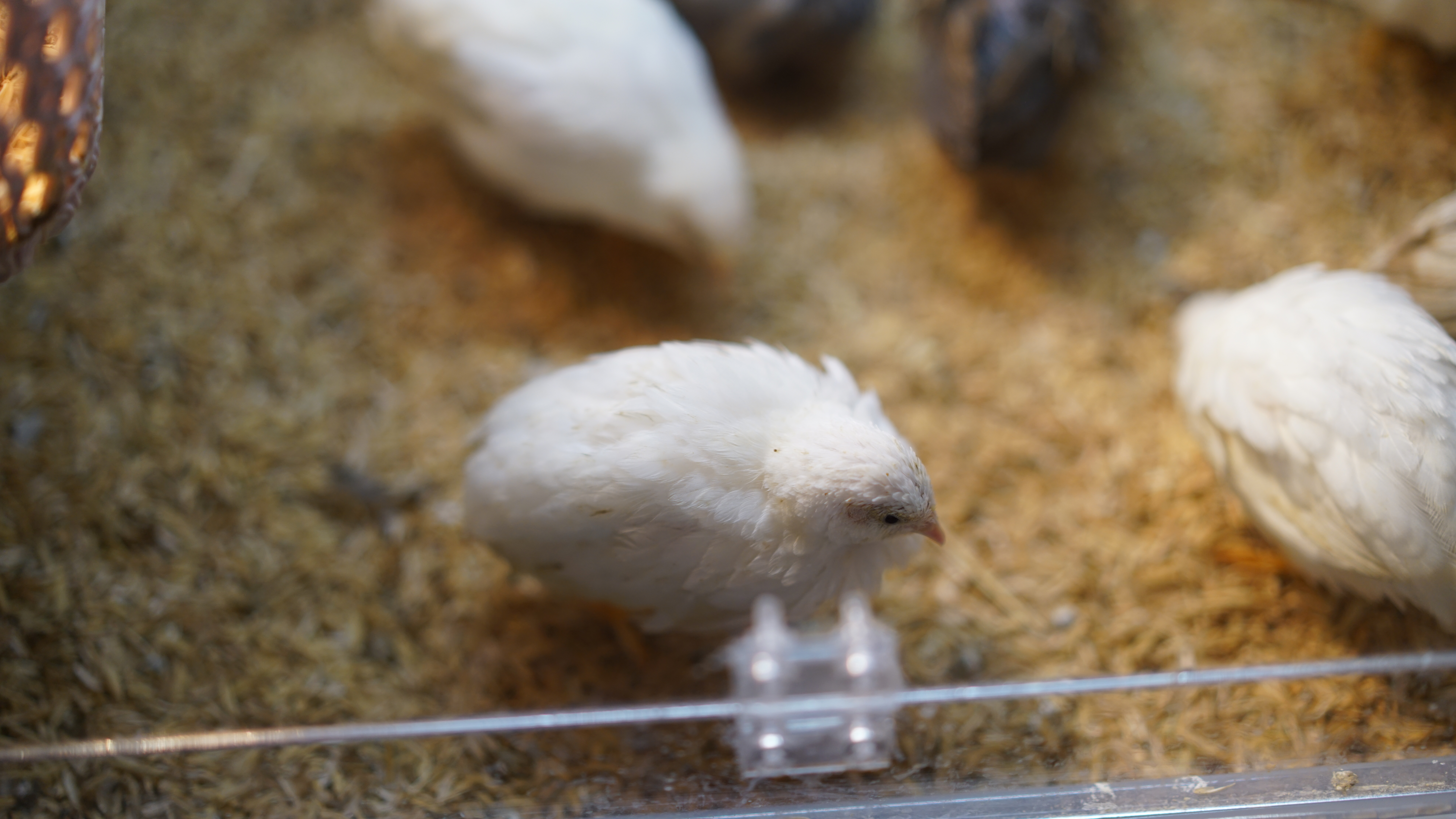 小鸡没有控温灯的情况,小鸡保温灯要一直开吗