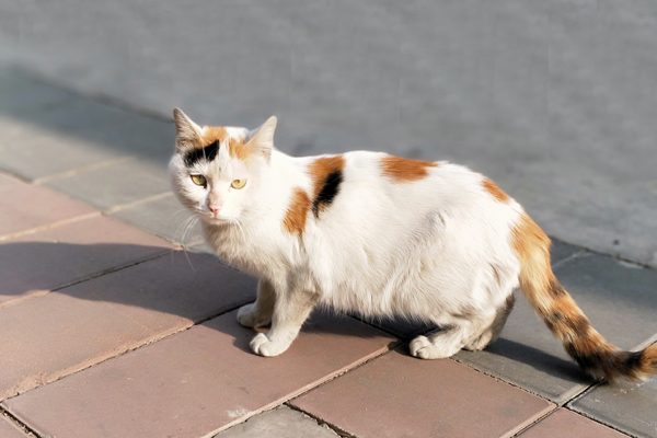 奇特动物的尾巴,动物的尾巴有什么用