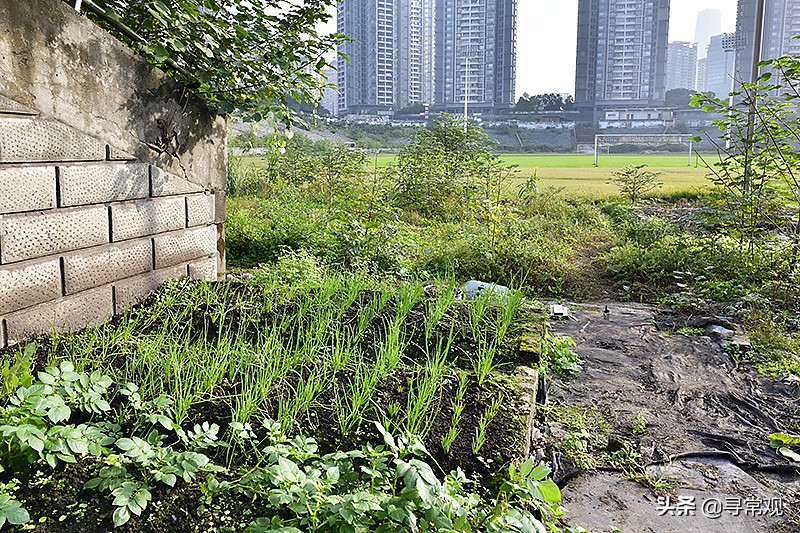 重庆力帆足球最近的消息,重庆力帆足球俱乐部现状