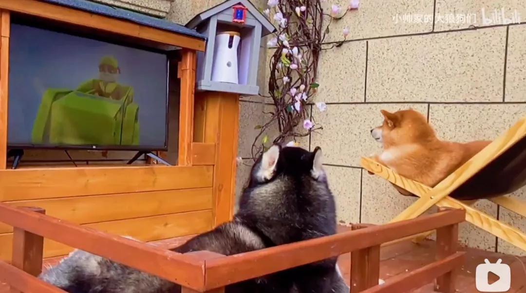 花三年建宠物乐园,花20万给狗打造乐园