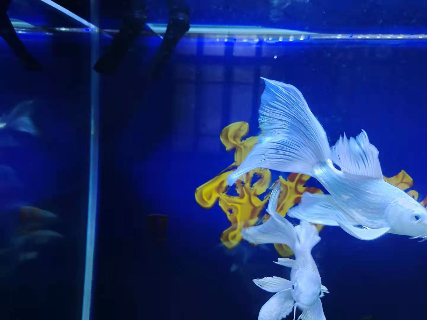 鱼缸鸭嘴里有气泡怎么回事,鱼缸出水鸭嘴突然有气泡