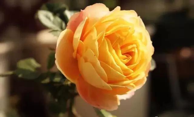 玫瑰花有哪些品种,玫瑰花有哪些品种大全