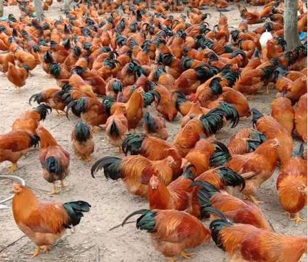 鸡支堵的防治方法,鸡气管堵塞的土方法