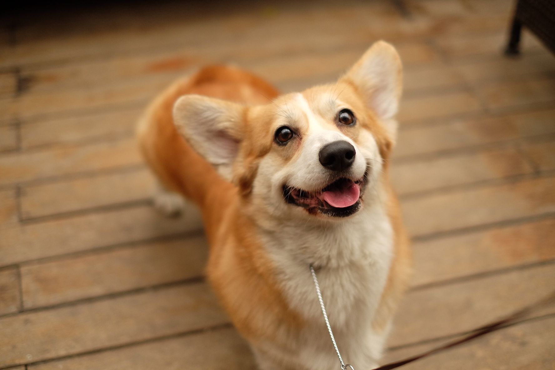 柯基犬事件辟谣,柯基是一年四季都掉毛吗